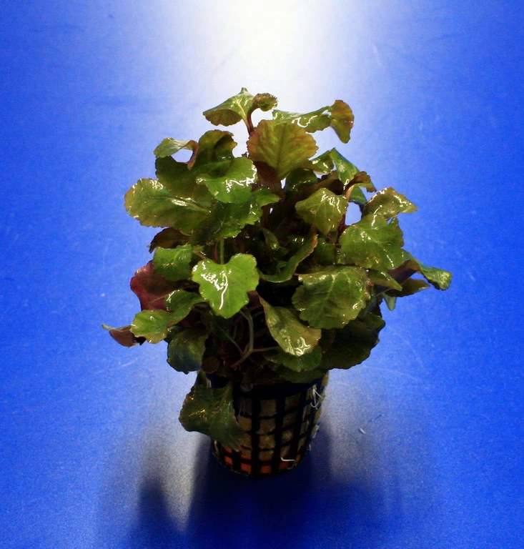 Gewellte Kardinalslobelie / Lobelia Cardinalis Wavy Im Topf 3 Gewellte Kardinalslobelie / Lobelia Cardinalis Wavy Im Topf