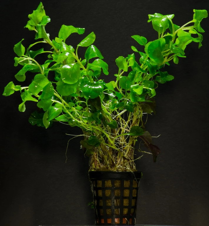 Gewellte Kardinalslobelie / Lobelia Cardinalis Wavy Im Topf 4 Gewellte Kardinalslobelie / Lobelia Cardinalis Wavy Im Topf – Bild 2