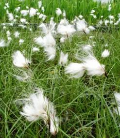 Schmallblättriges Wollgras / Eriophorum Angustifolium Im 9x9 Cm Topf