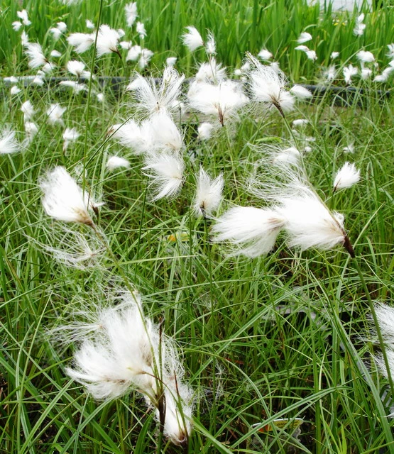 Schmallblättriges Wollgras / Eriophorum Angustifolium Im 9x9 Cm Topf 3 Schmallblättriges Wollgras / Eriophorum Angustifolium Im 9x9 Cm Topf