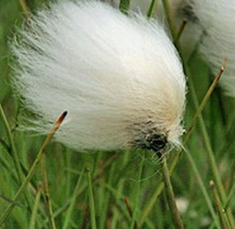 Schmallblättriges Wollgras / Eriophorum Angustifolium Im 9x9 Cm Topf 4 Schmallblättriges Wollgras / Eriophorum Angustifolium Im 9x9 Cm Topf – Bild 2