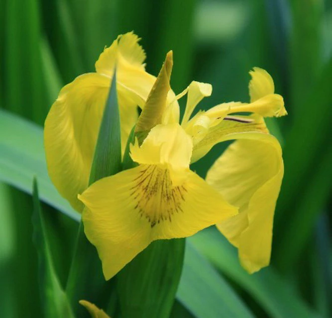 Wasserschwertlilie Oder Sumpfiris / Iris Pseudacorus Im 9x9 Cm Topf 5 Wasserschwertlilie Oder Sumpfiris / Iris Pseudacorus Im 9x9 Cm Topf – Bild 3