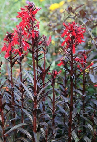 Rote Wasserlobelie / Lobelia Fulgens Queen Victoria Im 9x9 Cm Topf 3 Rote Wasserlobelie / Lobelia Fulgens Queen Victoria Im 9x9 Cm Topf