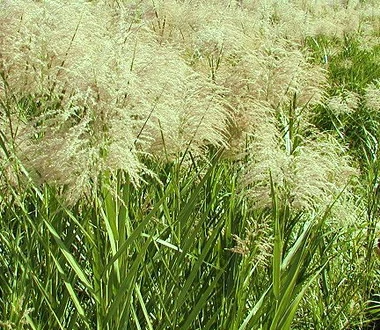Weiss-Grünes Schilfrohr / Phragmites Australis Variegatus Im 9x9 Cm Topf 3 Weiss-Grünes Schilfrohr / Phragmites Australis Variegatus Im 9x9 Cm Topf