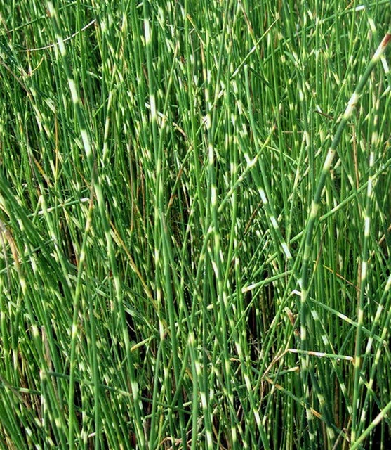 Zebrasimse / Scirpus Tabernaemontani Zebrinus Im 9x9 Cm Topf 3 Zebrasimse / Scirpus Tabernaemontani Zebrinus Im 9x9 Cm Topf