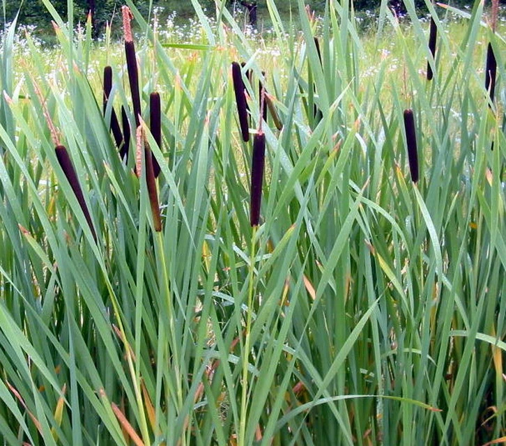 Breitblättriger Rohrkolben / Typha Latifolia Im 9x9 Cm Topf 3 Breitblättriger Rohrkolben / Typha Latifolia Im 9x9 Cm Topf