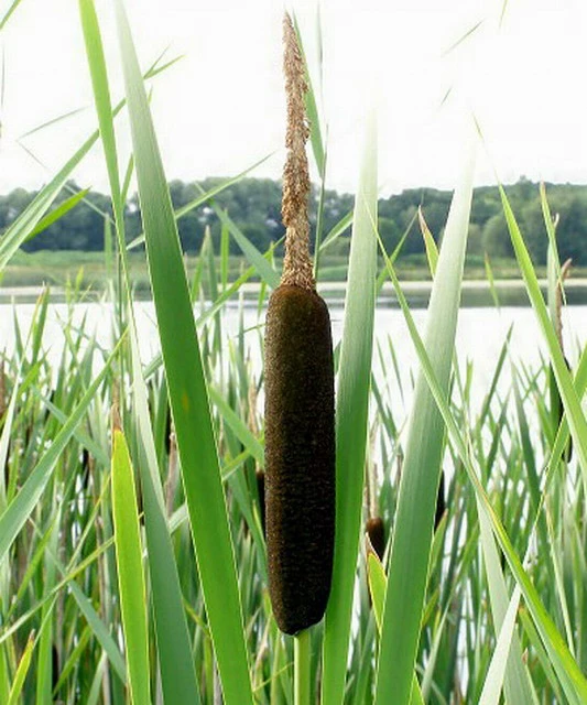Breitblättriger Rohrkolben / Typha Latifolia Im 9x9 Cm Topf 4 Breitblättriger Rohrkolben / Typha Latifolia Im 9x9 Cm Topf – Bild 2
