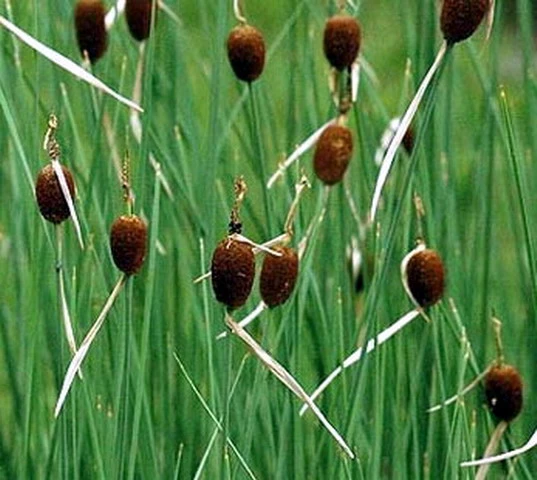 Zwergrohrkolben / Typha Minima Im 9x9 Cm Topf 3 Zwergrohrkolben / Typha Minima Im 9x9 Cm Topf