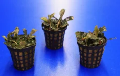 Mini Bucephalandra / Bucephalandra Sp. 'mini Catherinae' ***Top RARITÄT*** 7 Mini Bucephalandra / Bucephalandra Sp. 'mini Catherinae' ***Top RARITÄT*** -Hobby || DENNERLE || Flamingo Verkäufe T220998AN 1 4