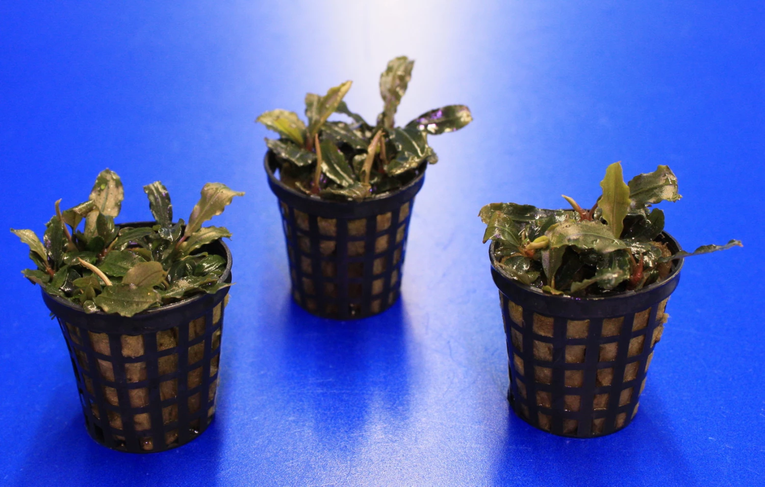 Mini Bucephalandra / Bucephalandra Sp. 'mini Catherinae' ***Top RARITÄT*** 5 Mini Bucephalandra / Bucephalandra Sp. 'mini Catherinae' ***Top RARITÄT*** – Bild 3