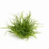 Eriocaulon Breviscapum Im Topf *TOP Rarität* 1 Eriocaulon Breviscapum Im Topf *TOP Rarität* -Hobby || DENNERLE || Flamingo Verkäufe T30150DE 1 2