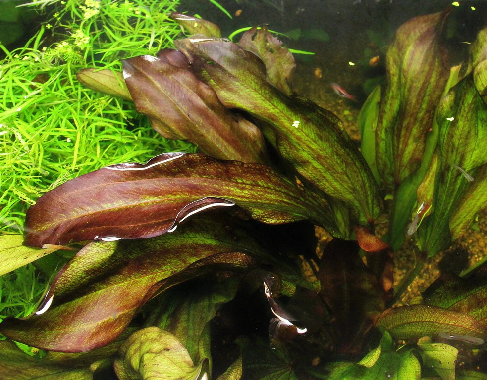 MUTTERPFLANZE DER WOCHE Echinodorus / Schwertpflanze 4 MUTTERPFLANZE DER WOCHE Echinodorus / Schwertpflanze – Bild 2