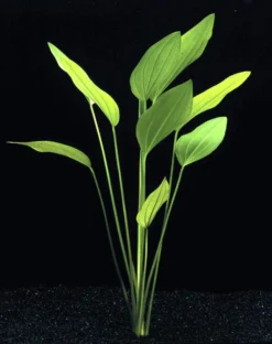 MUTTERPFLANZE DER WOCHE Echinodorus / Schwertpflanze 10 MUTTERPFLANZE DER WOCHE Echinodorus / Schwertpflanze -Hobby || DENNERLE || Flamingo Verkäufe T301wf 1 4