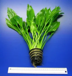 MUTTERPFLANZE DER WOCHE Echinodorus / Schwertpflanze 11 MUTTERPFLANZE DER WOCHE Echinodorus / Schwertpflanze -Hobby || DENNERLE || Flamingo Verkäufe T301wf 1 5