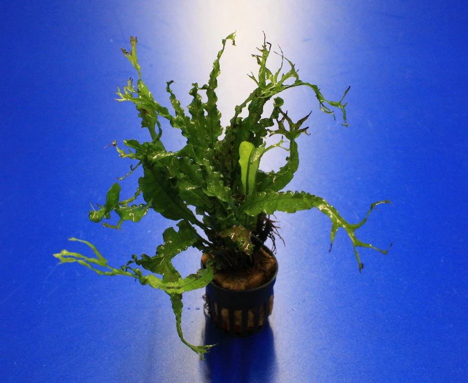 RARITÄT Microsorum Pteropus 'Twisted Leaf' 3 RARITÄT Microsorum Pteropus 'Twisted Leaf'