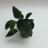 RARITÄT Anubias Nana 'bolang' 1 RARITÄT Anubias Nana 'bolang' -Hobby || DENNERLE || Flamingo Verkäufe T308wf 1 1