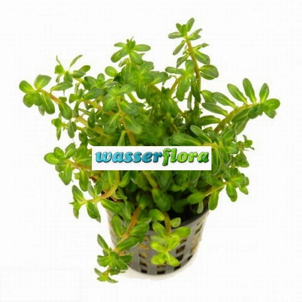 Bonsai Cognac Pflanze / Ammania Sp. Bonsai (Ammannia) 3 Bonsai Cognac Pflanze / Ammania Sp. Bonsai (Ammannia)