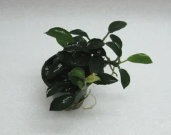RARITÄT Kriechende Anubias / Anubias Nana 'paxing'