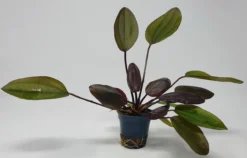 Kirschrote Schwertpflanze / Echinodorus Aflame 5 Kirschrote Schwertpflanze / Echinodorus Aflame -Hobby || DENNERLE || Flamingo Verkäufe T313wf 1 4