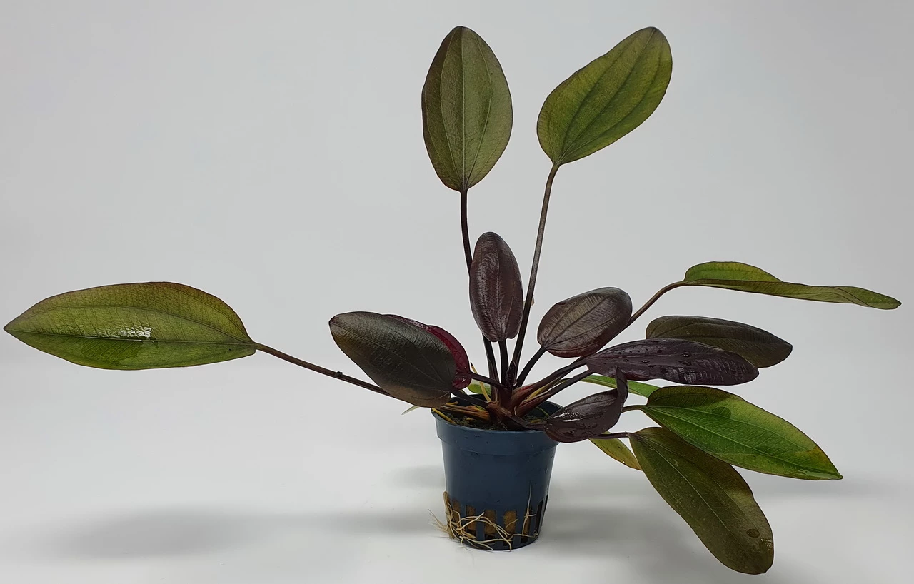 Kirschrote Schwertpflanze / Echinodorus Aflame 4 Kirschrote Schwertpflanze / Echinodorus Aflame – Bild 2