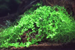 Monte-Carlo Zwergperlkraut / Micranthemum Spec. 'Monte Carlo' -Hobby || DENNERLE || Flamingo Verkäufe T319SG 1 6