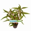 Kleines Papageienblatt / Alternanthera Reineckii Im Topf 2 Kleines Papageienblatt / Alternanthera Reineckii Im Topf -Hobby || DENNERLE || Flamingo Verkäufe T321wf 1