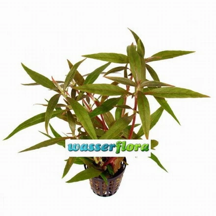 Kleines Papageienblatt / Alternanthera Reineckii Im Topf 3 Kleines Papageienblatt / Alternanthera Reineckii Im Topf