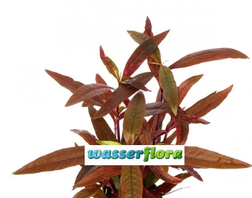 Sitzendes Papageienblatt / Alternanthera Reineckii "sessilis" 3 Sitzendes Papageienblatt / Alternanthera Reineckii "sessilis"