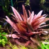 *** Top-Rarität *** Flamingo Wasserkelch / Cryptocoryne Spec. 'Flamingo' 1 *** Top-Rarität *** Flamingo Wasserkelch / Cryptocoryne Spec. 'Flamingo' -Hobby || DENNERLE || Flamingo Verkäufe T330wf 1