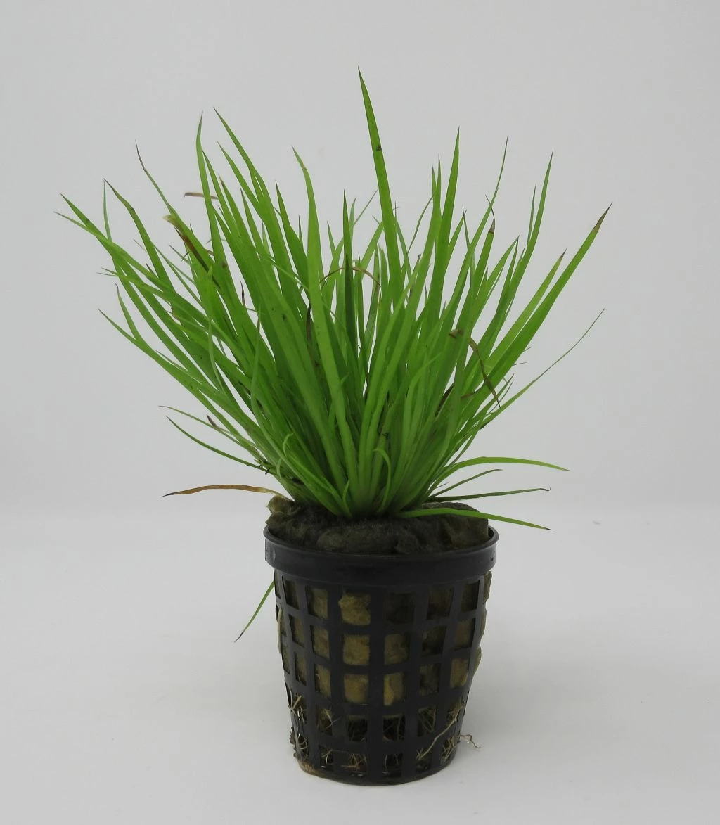 Goldener Zwergkalmus / Acorus Pussilus GOLD 3 Goldener Zwergkalmus / Acorus Pussilus GOLD