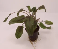 Roter Gewellter Wasserkelch / Cryptocoryne Undulatus 'Red'