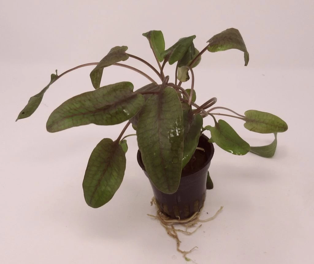 Roter Gewellter Wasserkelch / Cryptocoryne Undulatus 'Red' 3 Roter Gewellter Wasserkelch / Cryptocoryne Undulatus 'Red'