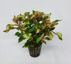 Buntblättriges Papageienblatt / Alternanthera Bettzickiana Var. Versicolor