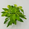 Heckenartiges Papageienblatt / Alternanthera Ficoidea