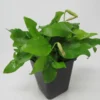 MUTTERPFLANZE Goldenes Zwergspeerblatt / Anubias Nana GOLD-BLATT 2 MUTTERPFLANZE Goldenes Zwergspeerblatt / Anubias Nana GOLD-BLATT -Hobby || DENNERLE || Flamingo Verkäufe T337w 1 1