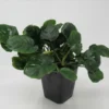 MUTTERPFLANZE Rundblättrige Anubias / Anubias Barteri Coin Leaf !!! 2 MUTTERPFLANZE Rundblättrige Anubias / Anubias Barteri Coin Leaf !!! -Hobby || DENNERLE || Flamingo Verkäufe T338wf 1 1