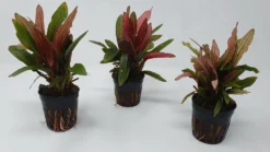 Rote Miracle Schwertpflanze / Echinodorus Miracle - Seltener Neuling -Hobby || DENNERLE || Flamingo Verkäufe T3404Km 1 4