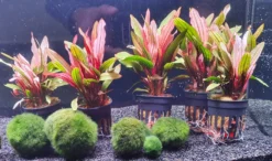 Rote Miracle Schwertpflanze / Echinodorus Miracle - Seltener Neuling -Hobby || DENNERLE || Flamingo Verkäufe T3404Km 1 6