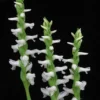 Grasartige Wasserorchidee - Sumpforchidee / Spiranthes Odorata (cernua) Im Topf 2 Grasartige Wasserorchidee - Sumpforchidee / Spiranthes Odorata (cernua) Im Topf -Hobby || DENNERLE || Flamingo Verkäufe T4050SG 1 1