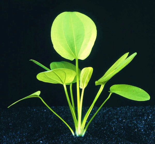 Großer Froschlöffel / Echinodorus Cordifolius - Radicans 3 Großer Froschlöffel / Echinodorus Cordifolius - Radicans