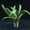 Weisslicher Wasserkelch / Cryptocoryne Costata Albida Rot *TOP-RARITÄT* -Hobby || DENNERLE || Flamingo Verkäufe T423DE 1 3