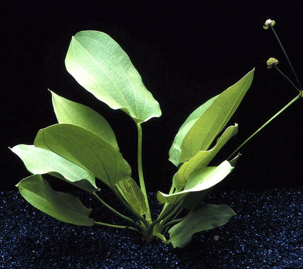 Schlüters Schwertpflanze / Echinodorus Schlueteri 4 Schlüters Schwertpflanze / Echinodorus Schlueteri – Bild 2