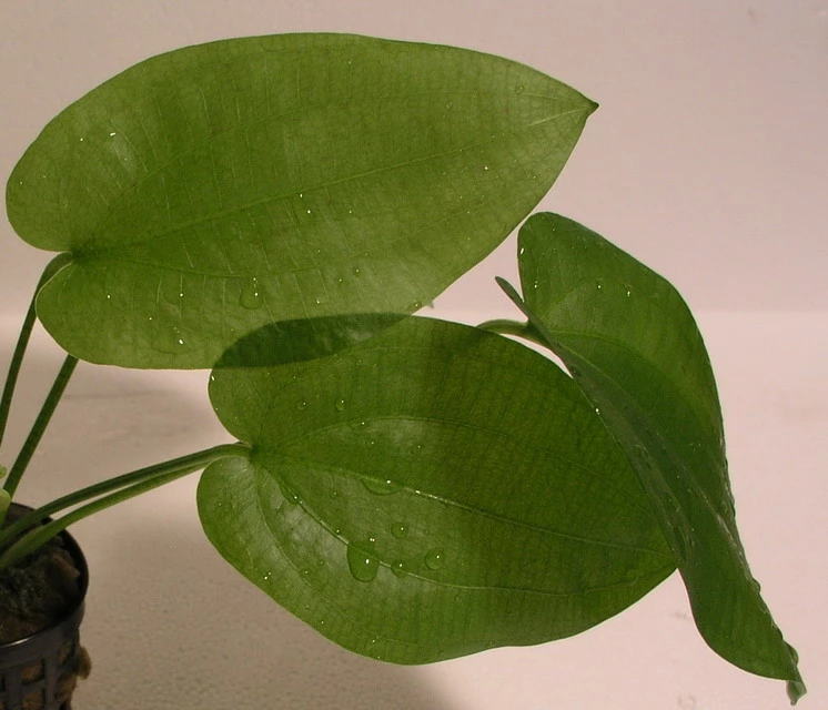 Schlüters Schwertpflanze / Echinodorus Schlueteri 5 Schlüters Schwertpflanze / Echinodorus Schlueteri – Bild 3