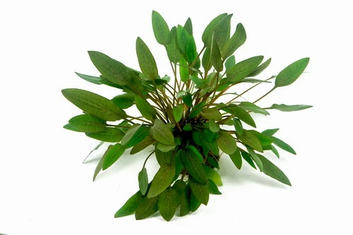 In-Vitro Kompakter Wasserkelch / Cryptocoryne Wendtii ´Kompakt´ 3 In-Vitro Kompakter Wasserkelch / Cryptocoryne Wendtii ´Kompakt´