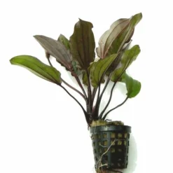 Intensiv Wein-rote Echinodorus Regine Hildebrandt -Hobby || DENNERLE || Flamingo Verkäufe T457OK 1 2