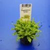 TROPICA Kleiner Stern 'Daonoi' - Sternkraut / Pogostemon Helferi 1 TROPICA Kleiner Stern 'Daonoi' - Sternkraut / Pogostemon Helferi -Hobby || DENNERLE || Flamingo Verkäufe T53HT 1 1
