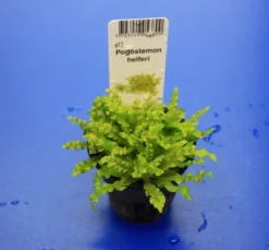 TROPICA Kleiner Stern 'Daonoi' - Sternkraut / Pogostemon Helferi