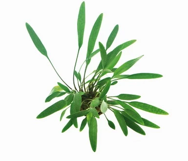 Glänzender Wasserkelch / Cryptocoryne Lucens 3 Glänzender Wasserkelch / Cryptocoryne Lucens