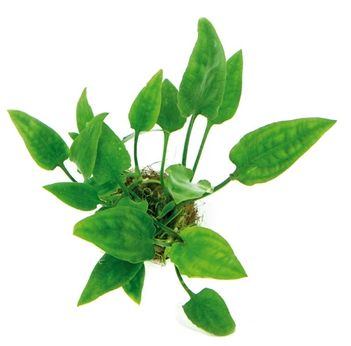 Herzblattwasserkelch / Cryptocoryne Pontederifolia (pontederiifolia) 3 Herzblattwasserkelch / Cryptocoryne Pontederifolia (pontederiifolia)