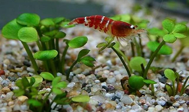 Zwergkleeblatt / Marsilea Hirsuta 3 Zwergkleeblatt / Marsilea Hirsuta